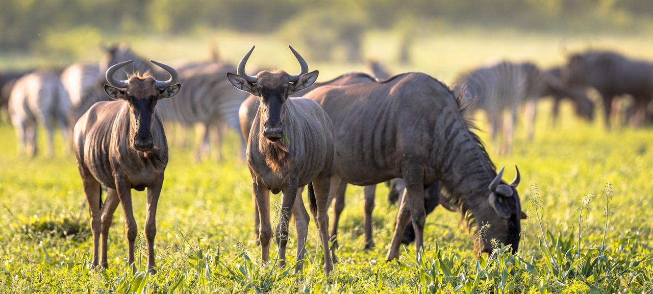 Botswana | Green Climate Fund