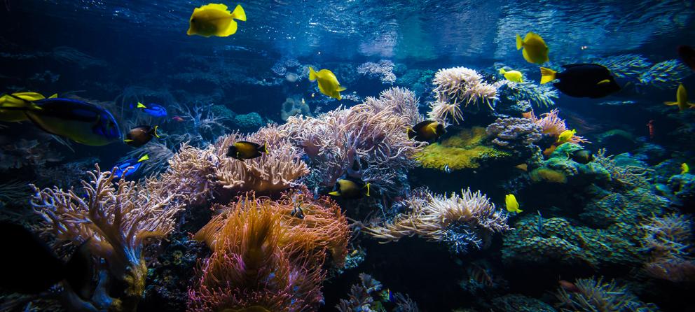 FP180: Global Fund for Coral Reefs Investment Window | Green Climate Fund