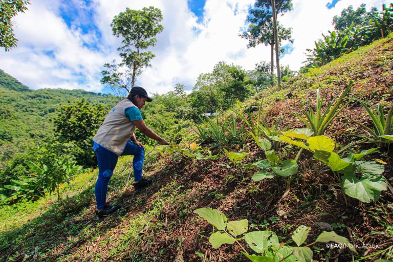 Restoring vital ecosystems and water sources in the Dry Corridor Forest ...